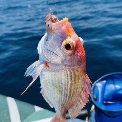 マイボートでアマダイ釣行