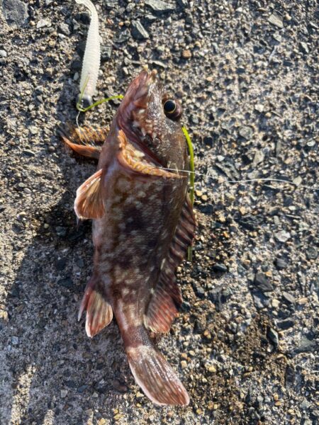 ガシラと戯れて