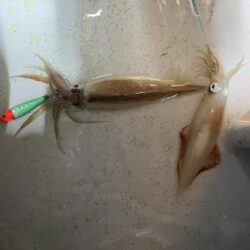 三重イカメタル