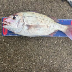宇野港 沖磯釣り