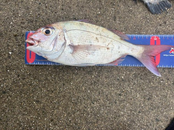 宇野港 沖磯釣り