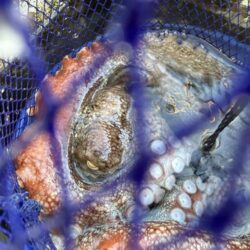 マダコ釣り