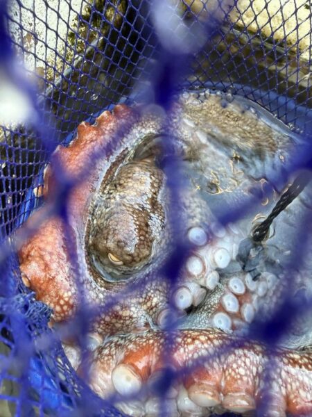 マダコ釣り
