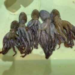 タコ中玉確保