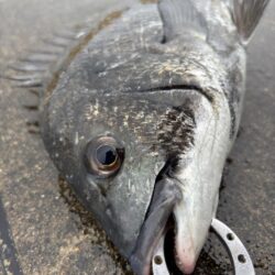 チヌの活性が高いです