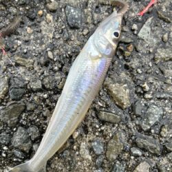 ひさびさ餌釣り