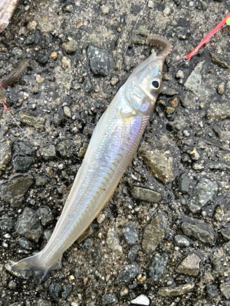 ひさびさ餌釣り