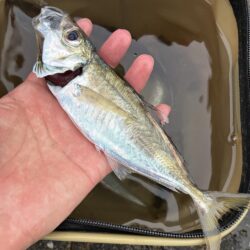 釣れました
