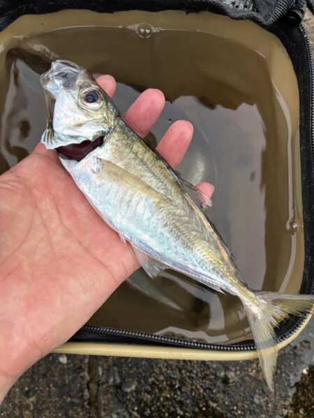 釣れました