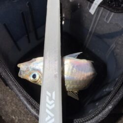 姫路悶絶豆アジング開幕