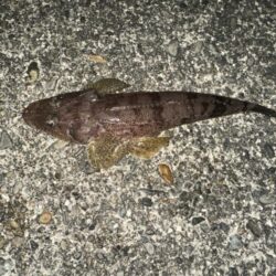投げ釣り