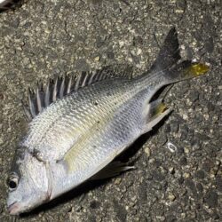 仕事終わりの釣行