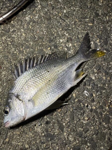 仕事終わりの釣行
