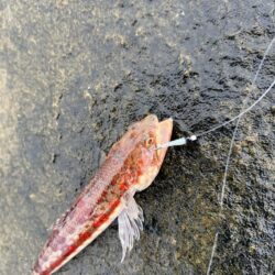 地元にはいないお魚