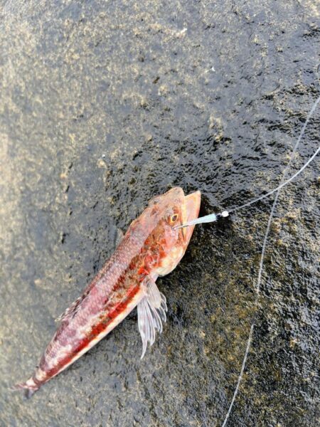 地元にはいないお魚