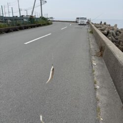 シロギス釣り