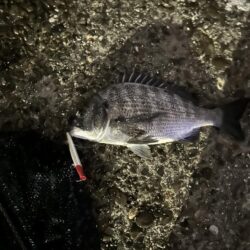 バチ抜け