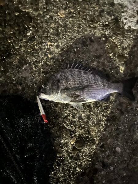 バチ抜け
