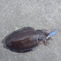狙いちゃうけど満足!!