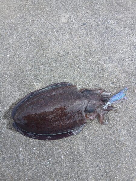 狙いちゃうけど満足!!