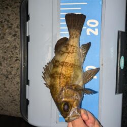 メバリングからのエギング
