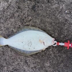 ヒラメ45cm