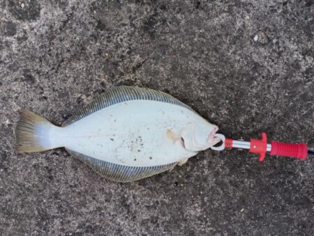 ヒラメ45cm