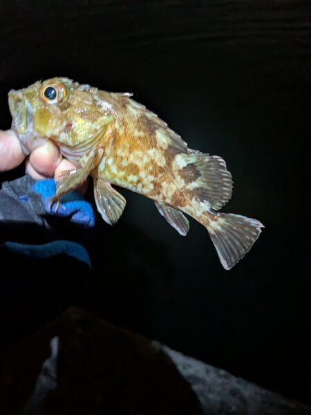 癒やし