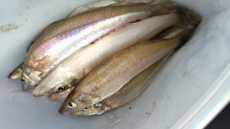 今年イチの数釣り