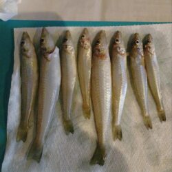 三重釣行1