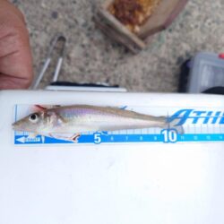 遠投キス釣り