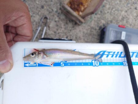 遠投キス釣り