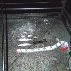 サバでサバが釣れる？