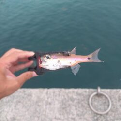 和歌山釣行🎣