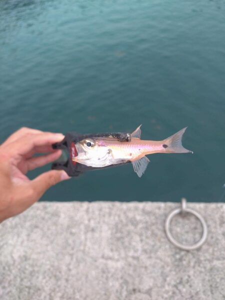 和歌山釣行🎣