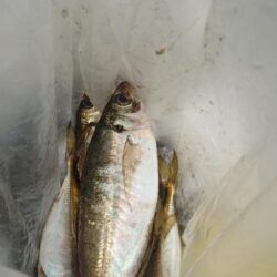 電気ウキ釣り 15