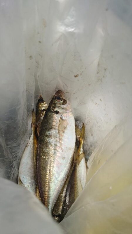 電気ウキ釣り 15