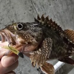 夜の釣行