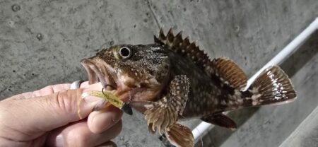 夜の釣行