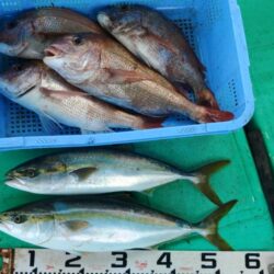 泉州丸 釣果