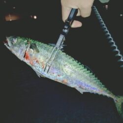 大サバ狙い🎣