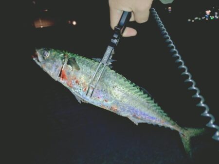 大サバ狙い🎣