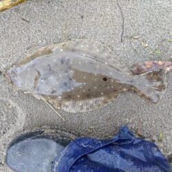 ソゲとヒラセイゴが釣れました!
