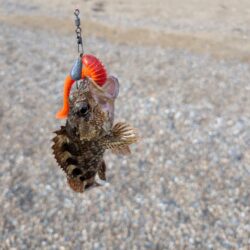 根魚祭り