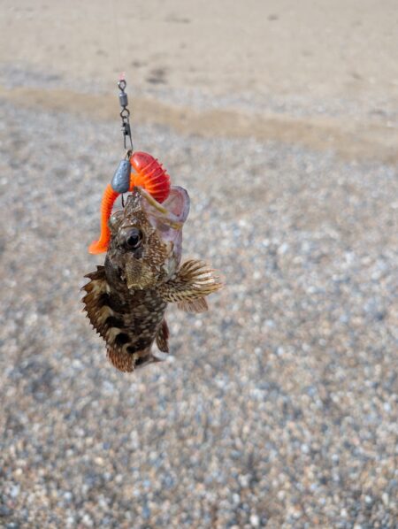 根魚祭り
