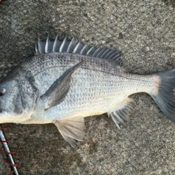 イチノ兄弟、釣果!