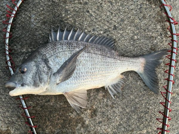 イチノ兄弟、釣果!