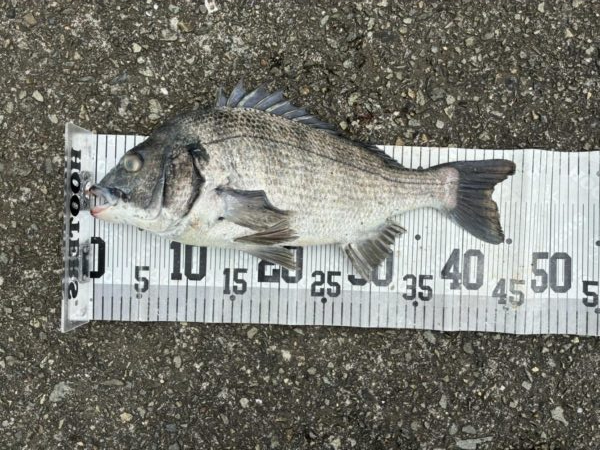 イチノ兄弟、釣果！