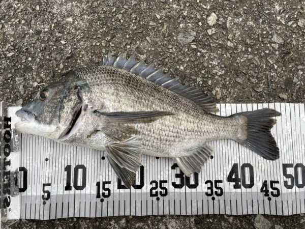 イチノ兄弟、釣果！