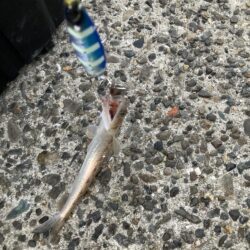 キビレ